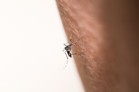 Predicting progression to life-threatening dengue fever