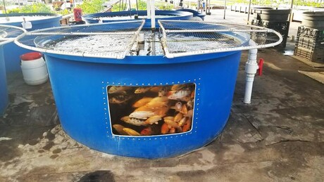 Creating energy from fish waste