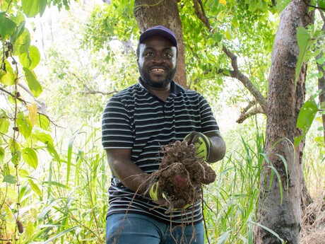 Aussie yams in the spotlight