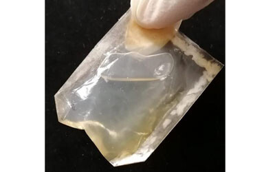 Edible biodegradable material has potential for food packaging