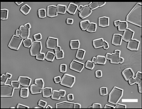 &#39;Antifreeze&#39; developed for biological material