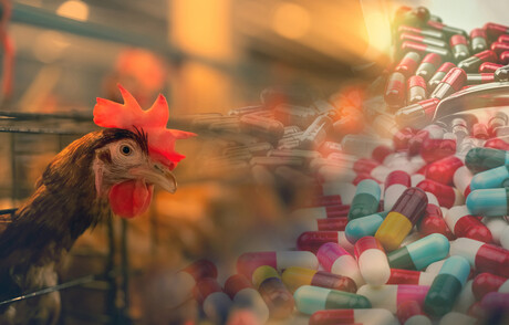 Residual antibiotics found in cooked food