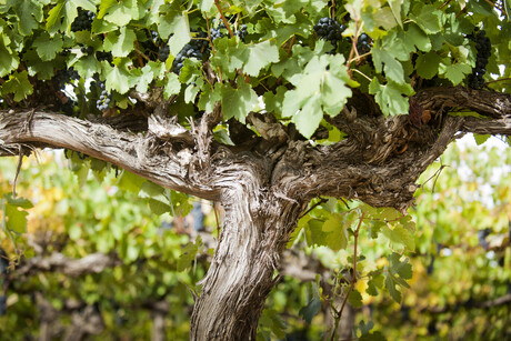 Aussie winemaker joins sustainability platform