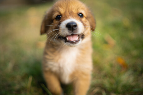 Pets help improve communication among people with aphasia: study