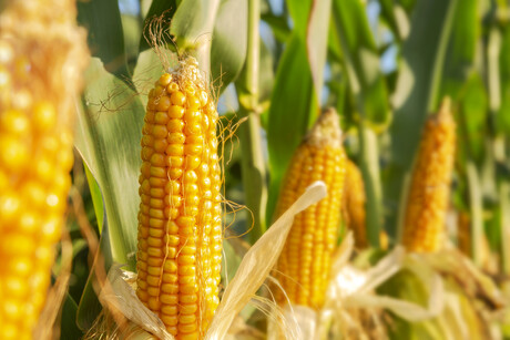 FSANZ calls for comment on GM corn