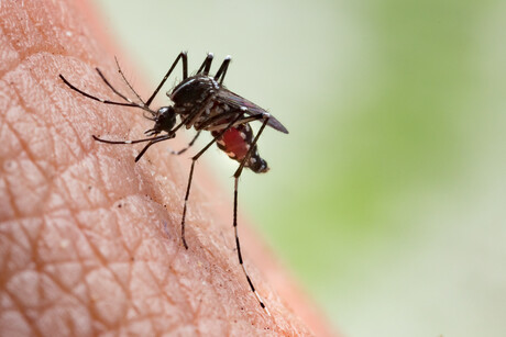 Rapid test for dengue fever developed