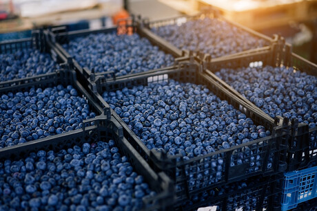 Blueberry sticker to slow ripening process being trialled