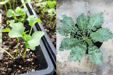 Microgreens and mature veggies differ in nutrient content