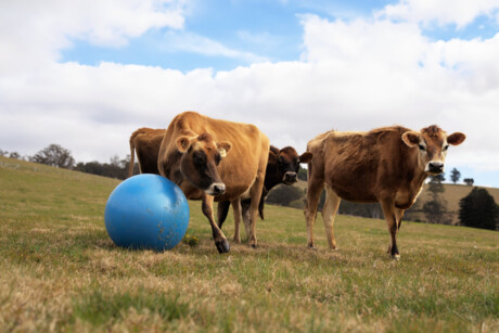 Norco launches augmented reality game