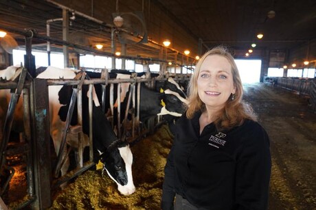 Researchers aim to improve dairy cow efficiency with $1m grant