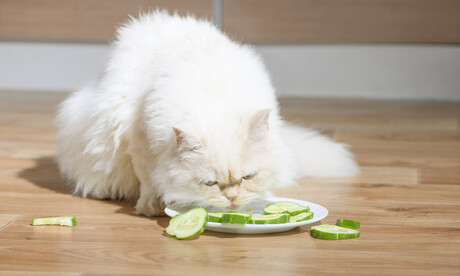 Is vegan pet food healthier? Is vegan pet food healthier?