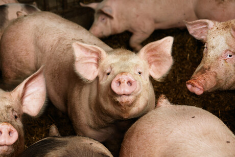 Scientists find new strains of influenza A virus in pigs
