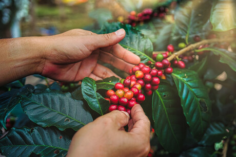 Nestl&eacute; tops coffee sustainability rankings
