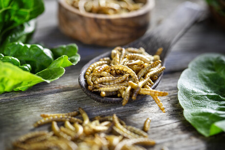More than crickets: the future of sustainable food