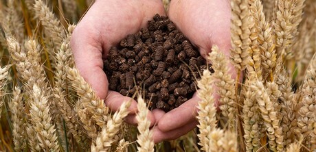 Nestl&eacute; transforming cocoa husks into low-carbon fertiliser