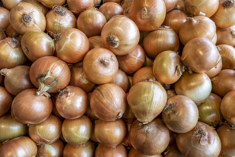 Fermented onion could make plant-based meat more 'meaty' Fermented onion could make plant-based meat more 'meaty'