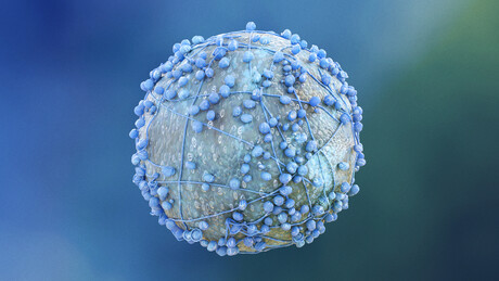 Pancreatic cancer drug targets scar-like tumour tissue