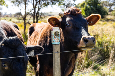 Brewery releases seaweed-containing beer Brewery releases seaweed-containing beer