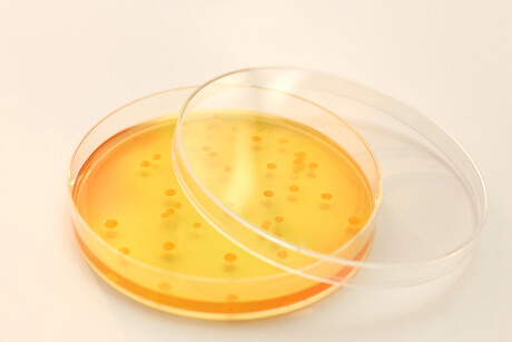 Golden staph&#39;s antibiotic resistance genes uncovered