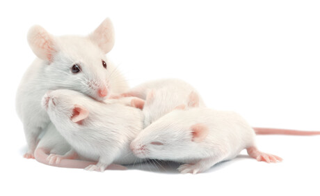 Mouse brains are &#39;rewired&#39; during pregnancy