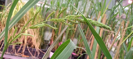 Wild Australian grain could be a future food