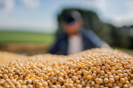 FSANZ calls for comment on GM soybean