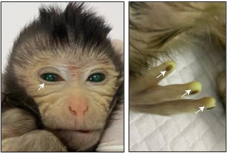 Chimeric monkey created from embryonic stem cell lines