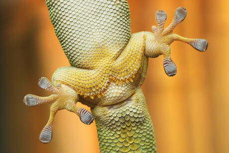 Putting a twist on gecko-inspired robot Putting a twist on gecko-inspired robot
