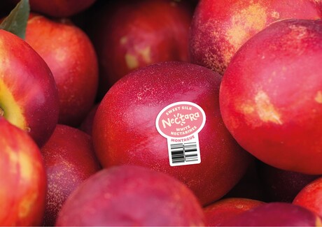 Montague launches its nectarine range