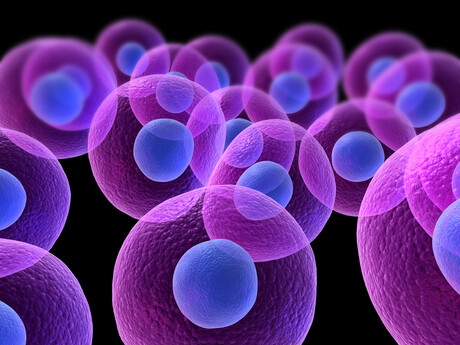 Nanoscale probes reveal how cell structure responds to pressure Nanoscale probes reveal how cell structure responds to pressure