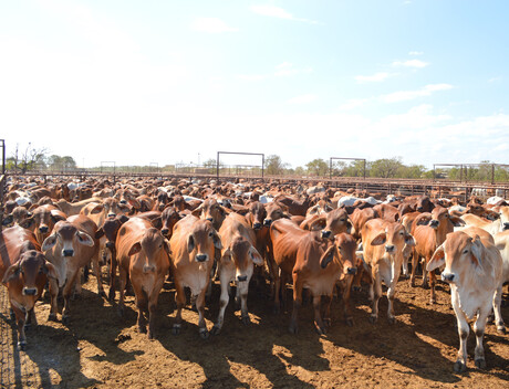 Australian beef production growing against global declines