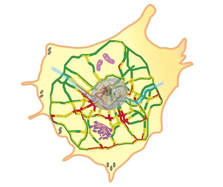 Microscopy technique visualises &#39;traffic jams&#39; inside cells