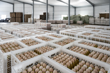 Modernising export certification for Australian eggs with NEXDOC