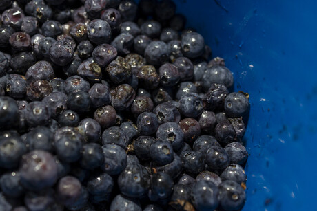 Stop the rot: blueberry research in the US