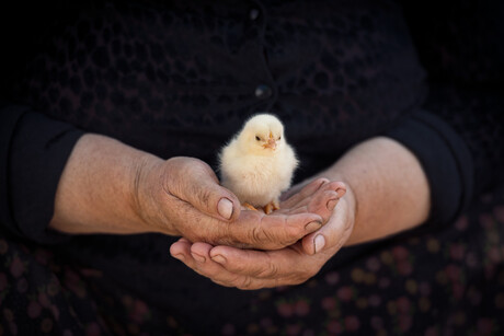 TasFoods acquires poultry business