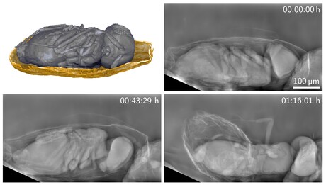 A gentle X-ray imaging method for small living specimens