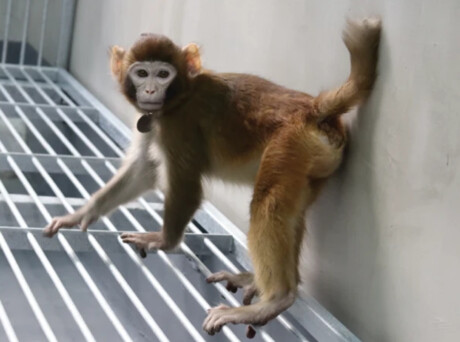 Rhesus monkey cloned using new scientific method