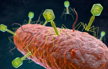 Bioinformatics software paves the way for phage therapy