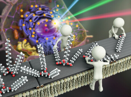 Microscopy technique reveals the secrets of lipid synthesis