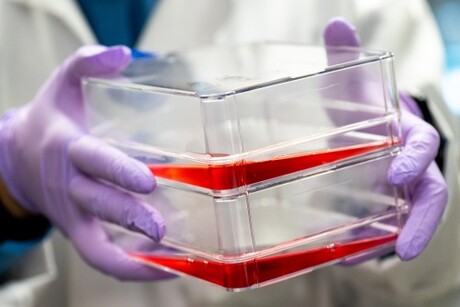 Lowering the cost of cultivated meat production