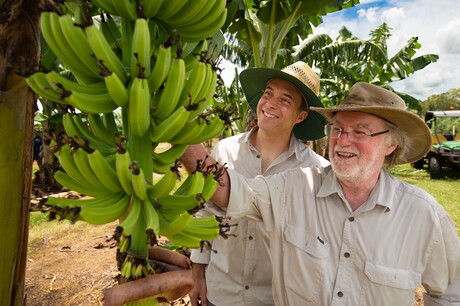 GM variety of Cavendish bananas gets approval in Australia GM variety of Cavendish bananas gets approval in Australia
