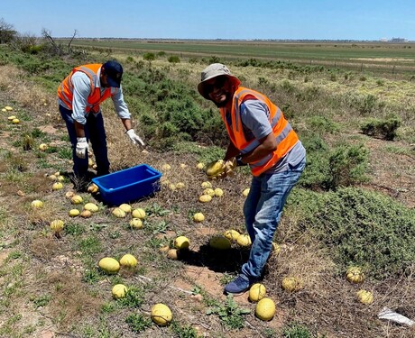 Invasive weed could be a viable economic crop
