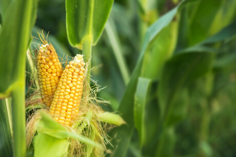 Genetically cultivated corn: do you have a comment?