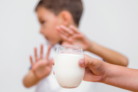 Gut bacteria appear important for overcoming milk allergy