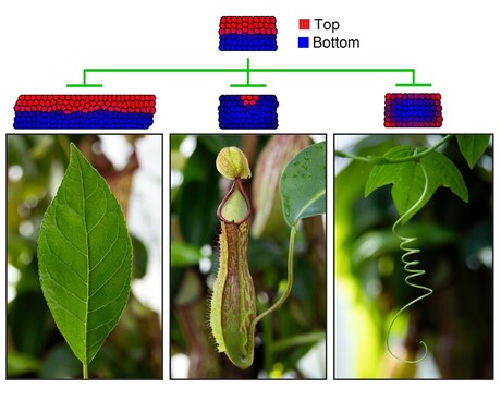 How plant leaves ensure optimal area for photosynthesis