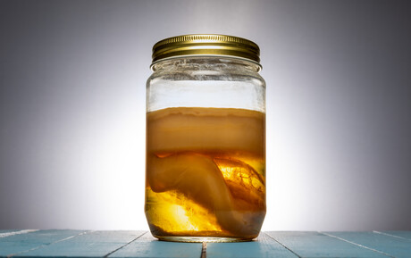 Kombucha effect on fat metabolism studied Kombucha effect on fat metabolism studied