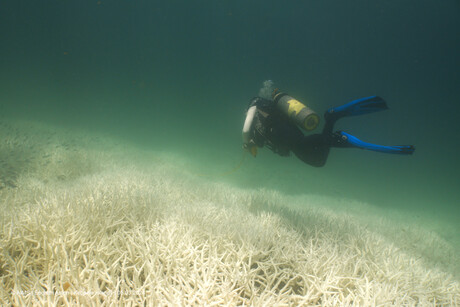 Fourth global coral bleaching event confirmed