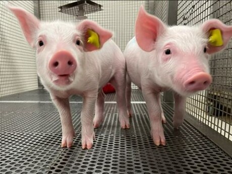 Piglet research to help optimise formula for babies
