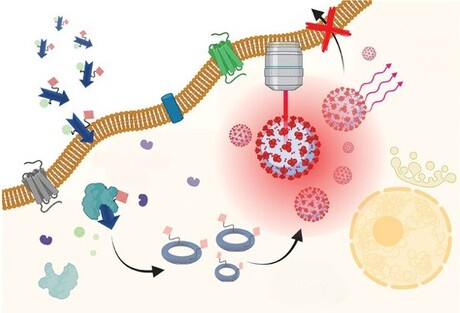 Smart nanoprobe lights up prostate cancer cells