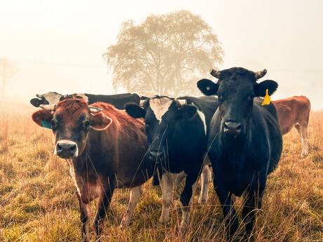 Less-gassy cows to help beef and dairy sector reduce emissions